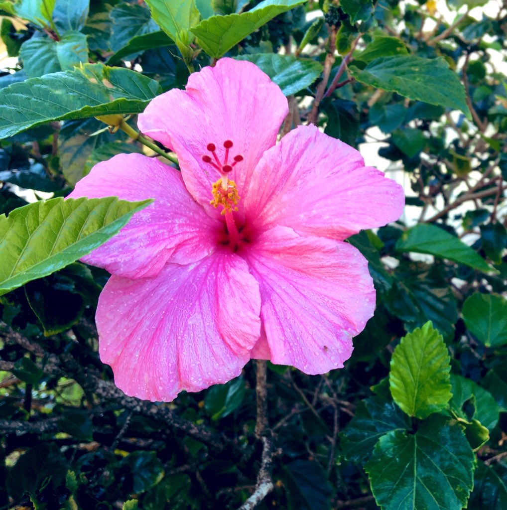 EileenPCarry's tweet photo. She’s so shy. 

#Pink #hybiscus 
#FlowersOnFriday 🪴*• https://t.co/yA47Okd6gB