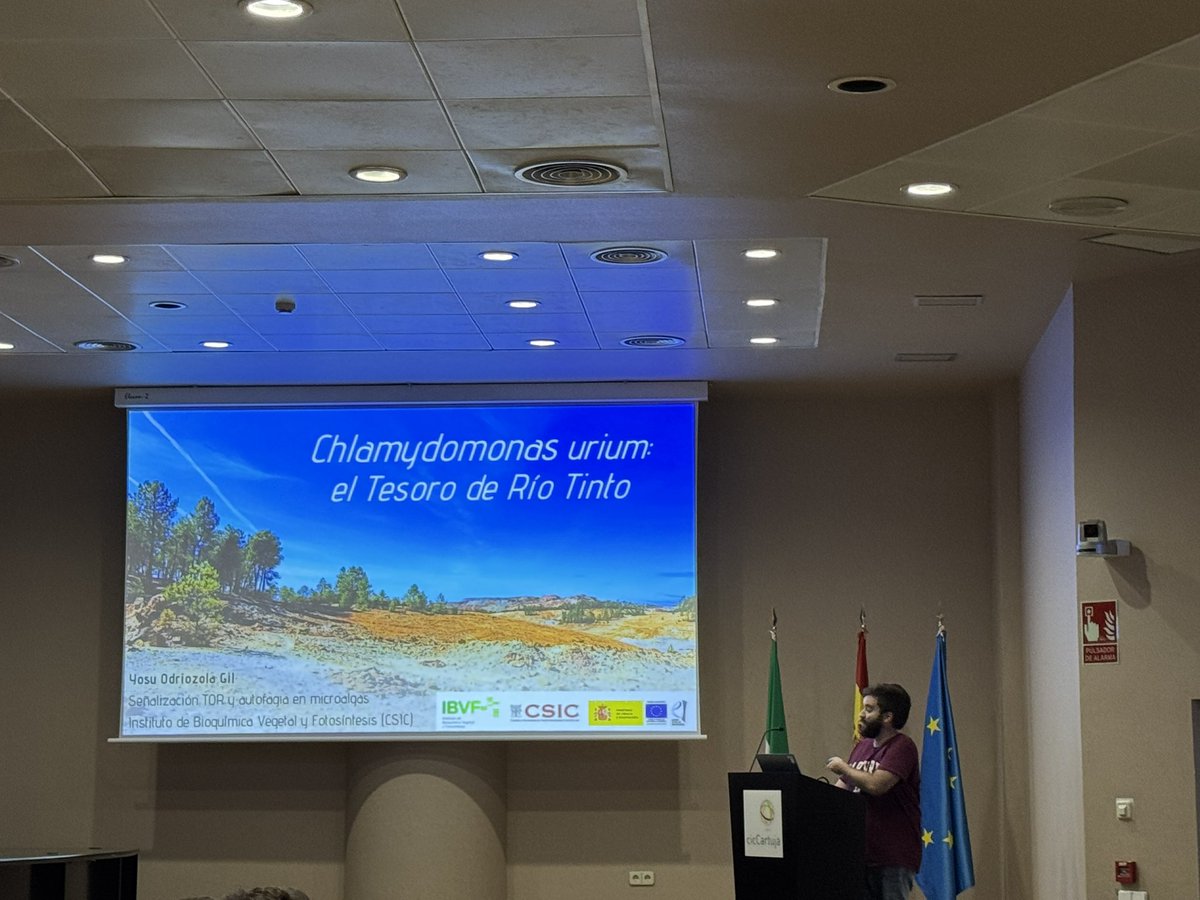 NervaMEPP's tweet photo. Yosu Odriozola @YosuOdri showing our results about #Chlamydomonas #urium #PhDTalks @IBVF_Sevilla @cicCartuja https://t.co/zTW1ikea7I