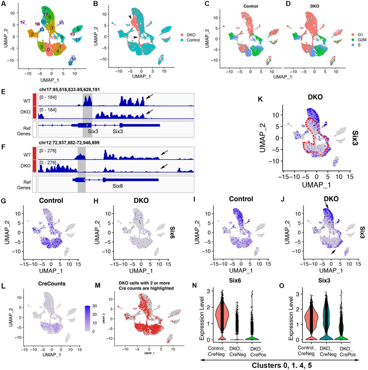 rdshrestha88's tweet photo. Our latest study, published in @PLOSONE, demonstrated that Six3 and Six6 control critical pathways that influence the development of ciliary margin cells and retinal neurons.  @PLOS @EinsteinMed
#scRNAseq #Neurogenesis #EyeMorphogenesis
https://t.co/WkvGGgeNBr https://t.co/M9TsAMP2wx