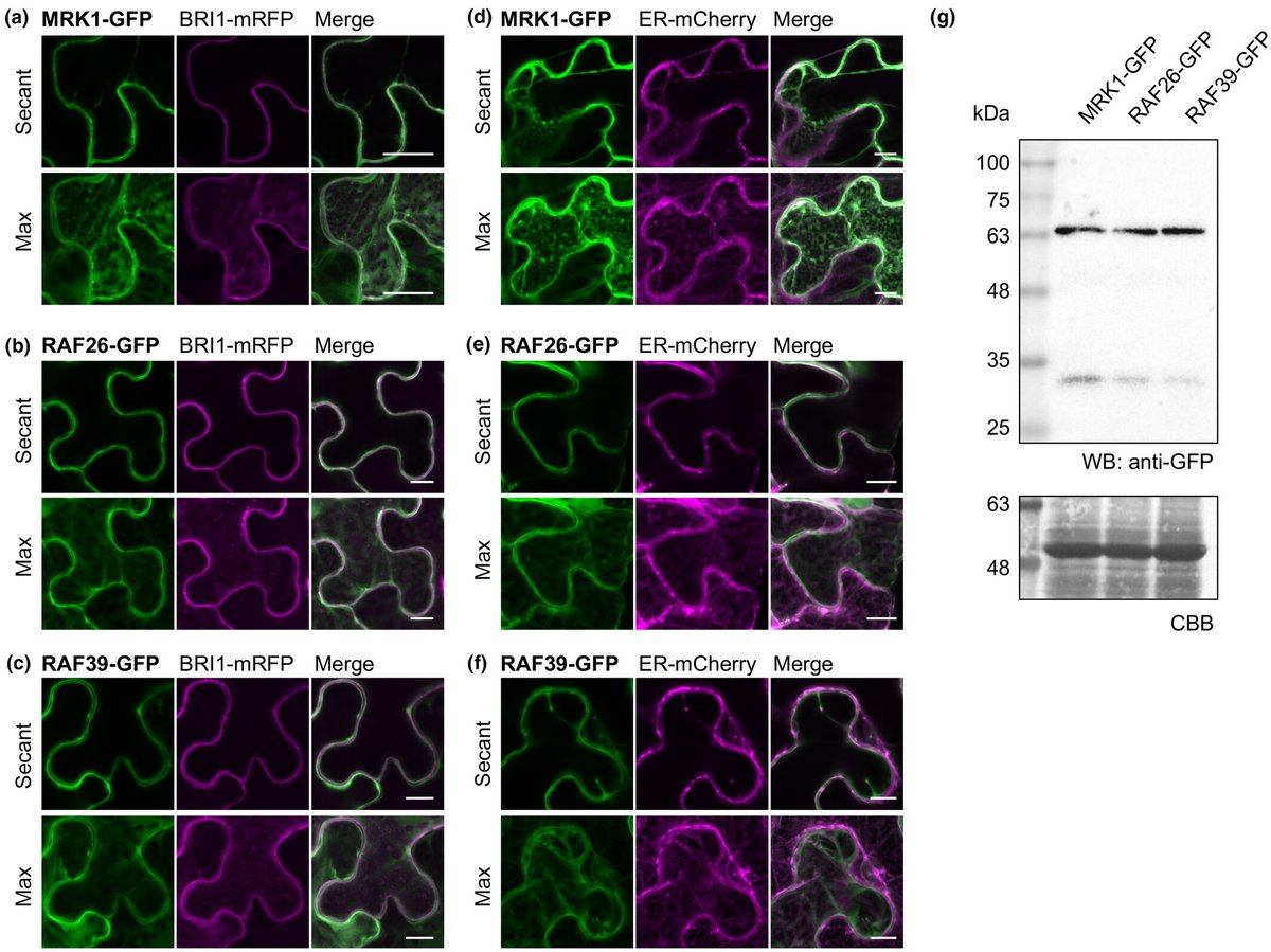 New Phytologist (@newphyt) on Twitter photo C7 Raf-like kinases regulate immune homeostasis and stomatal opening
Gonçalves Dias et al. <a href="/jacquimonaghan/">Jacqueline Monaghan</a>
📖 nph.onlinelibrary.wiley.com/doi/10.1111/np… C7 Raf-like kinases regulate immune homeostasis and stomatal opening
Gonçalves Dias et al. <a href="/jacquimonaghan/">Jacqueline Monaghan</a>
📖 nph.onlinelibrary.wiley.com/doi/10.1111/np…