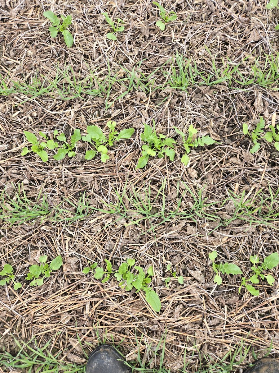 First attempt at biostrips. 15" cereal rye at 40 lbs, 2.5 lb radish between with a little bit of MAP and potash blended in. Next year 15" beans on the radish/fertilizer strip.