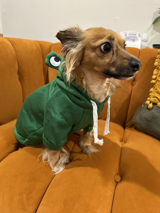2 pic. Petey is still trying to figure out if he likes to wear costumes or not. He’s got to think about