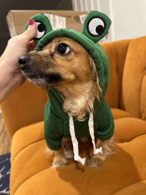 1 pic. Petey is still trying to figure out if he likes to wear costumes or not. He’s got to think about