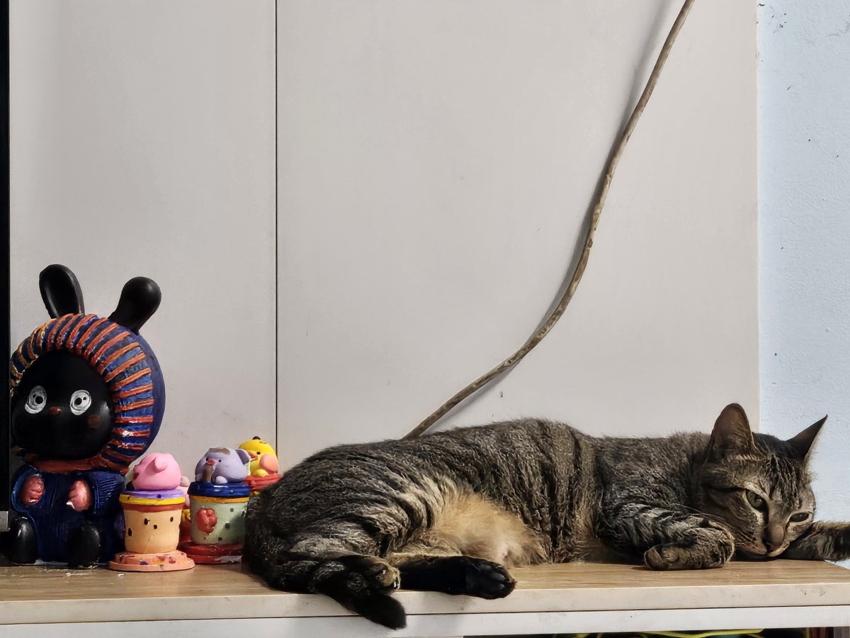 GreyMino2412's tweet photo. My cat doesn't want to leave her best friend, the lucky black rabbit statue 🥺🥺
Did you say goodbye to 'your friend' before going to Macau? ☺☺ @biblesumett 

#BibleWichapas #bsumone
#bsumpets https://t.co/VKIY93jW86