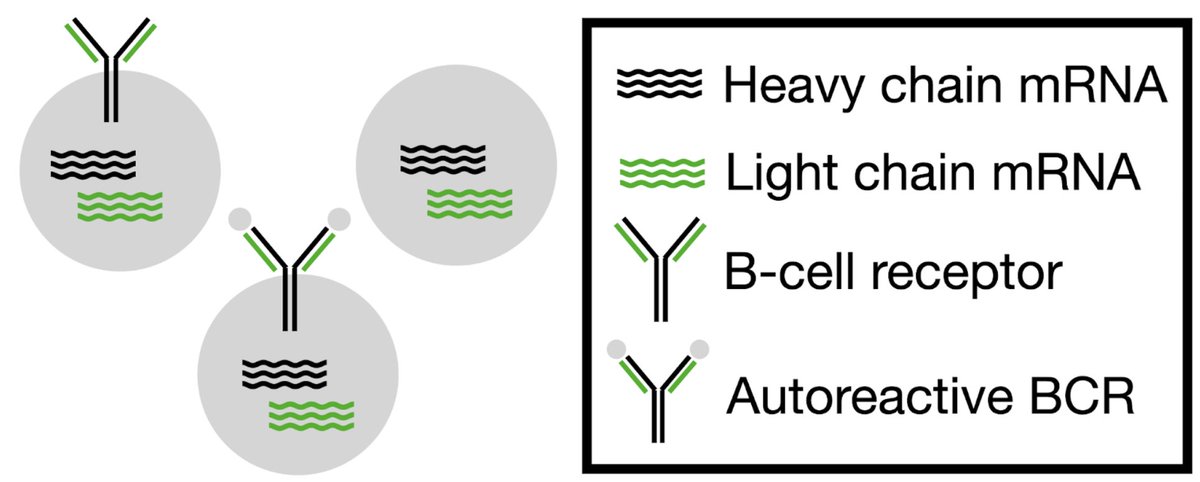 Yun S. Song (@yun_s_song) on Twitter photo Antibodies are highly diverse, but most possible sequences are unstable or polyreactive. In this work led by <a href="/milind_jagota/">Milind Jagota</a>, we propose a new source of data for modeling constraints from these properties. Our models show clear improvements in predicting antibody dysfunction.(1/n) Antibodies are highly diverse, but most possible sequences are unstable or polyreactive. In this work led by <a href="/milind_jagota/">Milind Jagota</a>, we propose a new source of data for modeling constraints from these properties. Our models show clear improvements in predicting antibody dysfunction.(1/n)