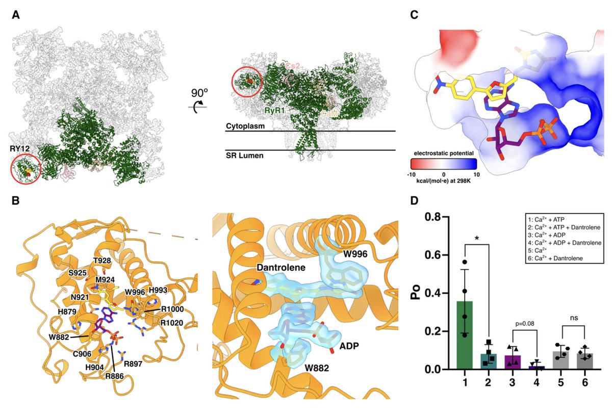 MemProtPDB's tweet photo. Structural identification of the RY12 domain of RyR1 as an ADP sensor and the target of the malignant hyperthermia therapeutic dantrolene | bioRxiv

https://t.co/WESlpz97g7 https://t.co/QzEeZ0MpOP
