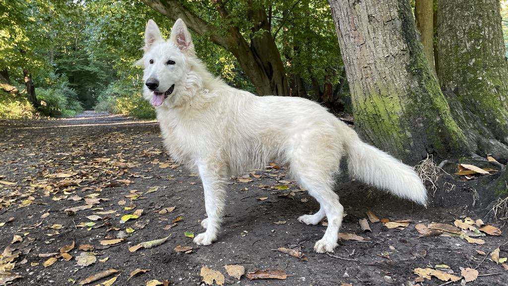 AdoptionsUk's tweet image. Please retweet to help Jake find a home #ESSEX #UK 
Available for adoption, registered British charity✅
Jake is 8 months old and he was picked up as a stray, Jake can live with older kids and other dogs but he has missed out on a lot so will need a breed experienced  home please…