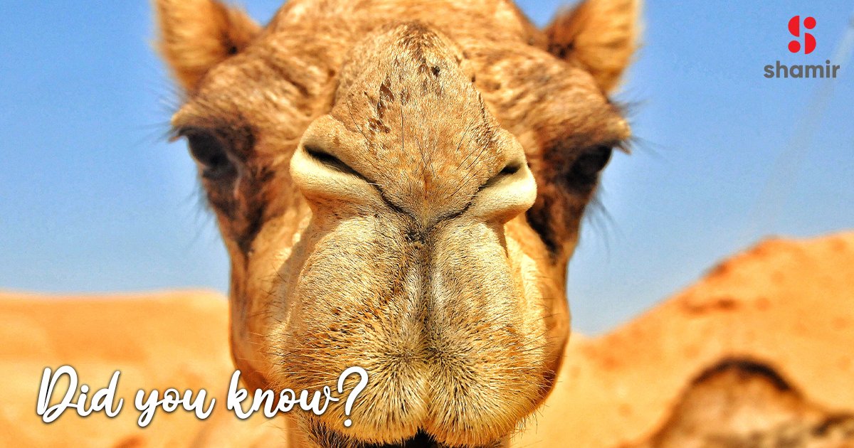 ShamirInsight's tweet image. Did you know? A camel’s eyelashes can measure up to 10cm long, to protect its eyelashes from blowing sand and debris in the desert. 

Do you know any other fun facts about animal eyes?

Learn more fun facts here: hubs.la/Q02SsM6H0 

#Camel #FunFacts #Eyelashes