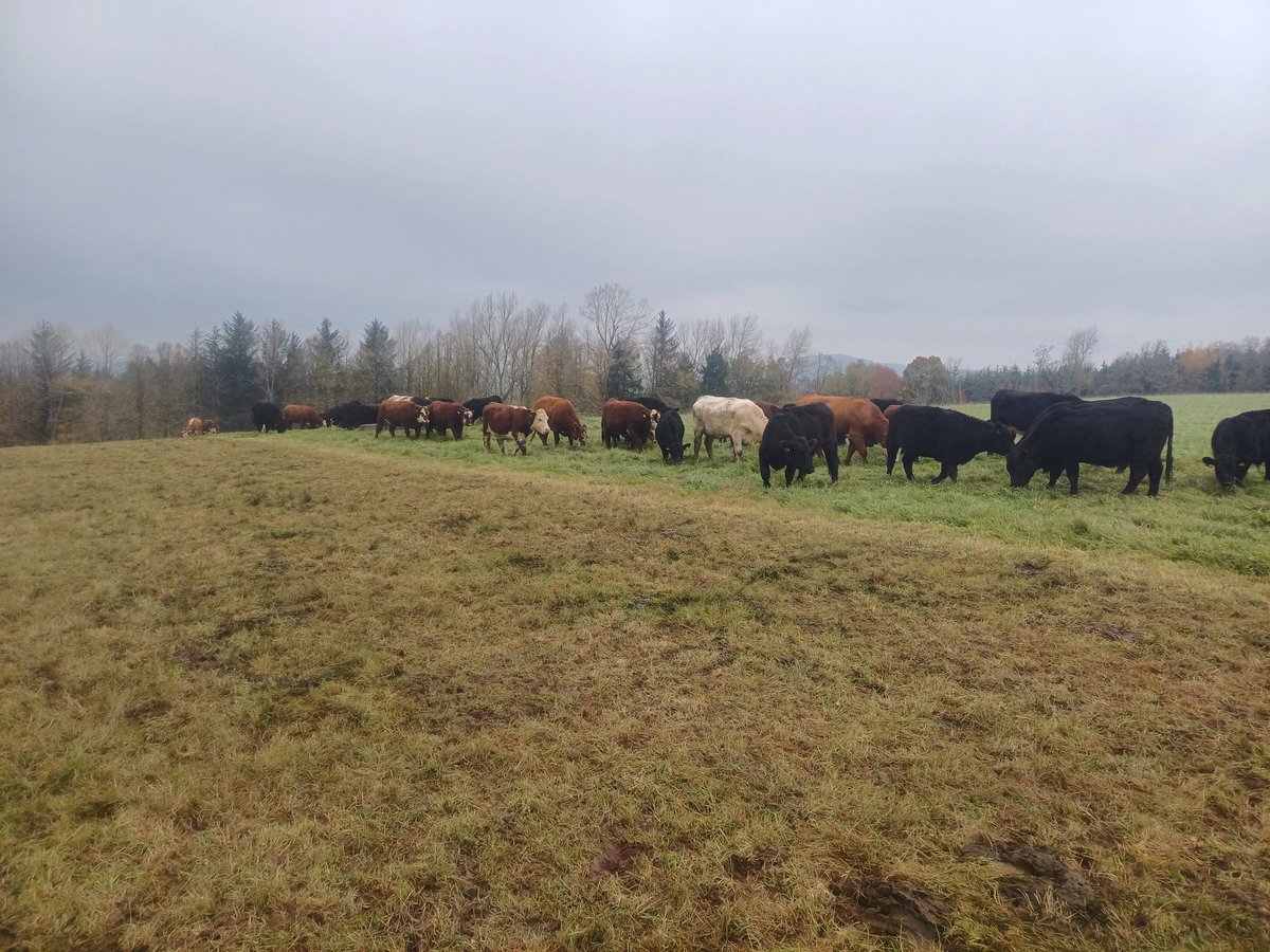 Stuart Mitchell tweet media