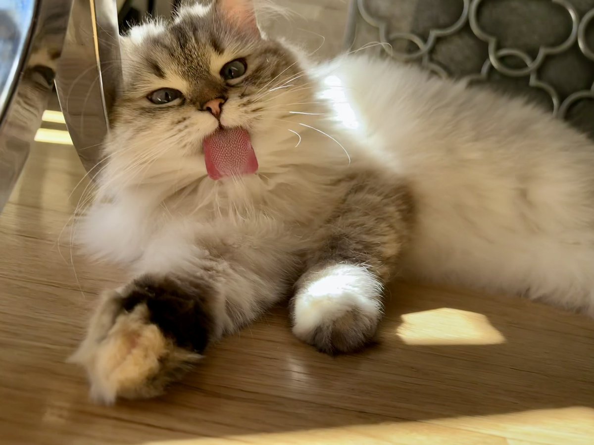 Happy 1st Birthday to my beautiful Baby girl! Enjoy her little photoshoot 🥰🎂