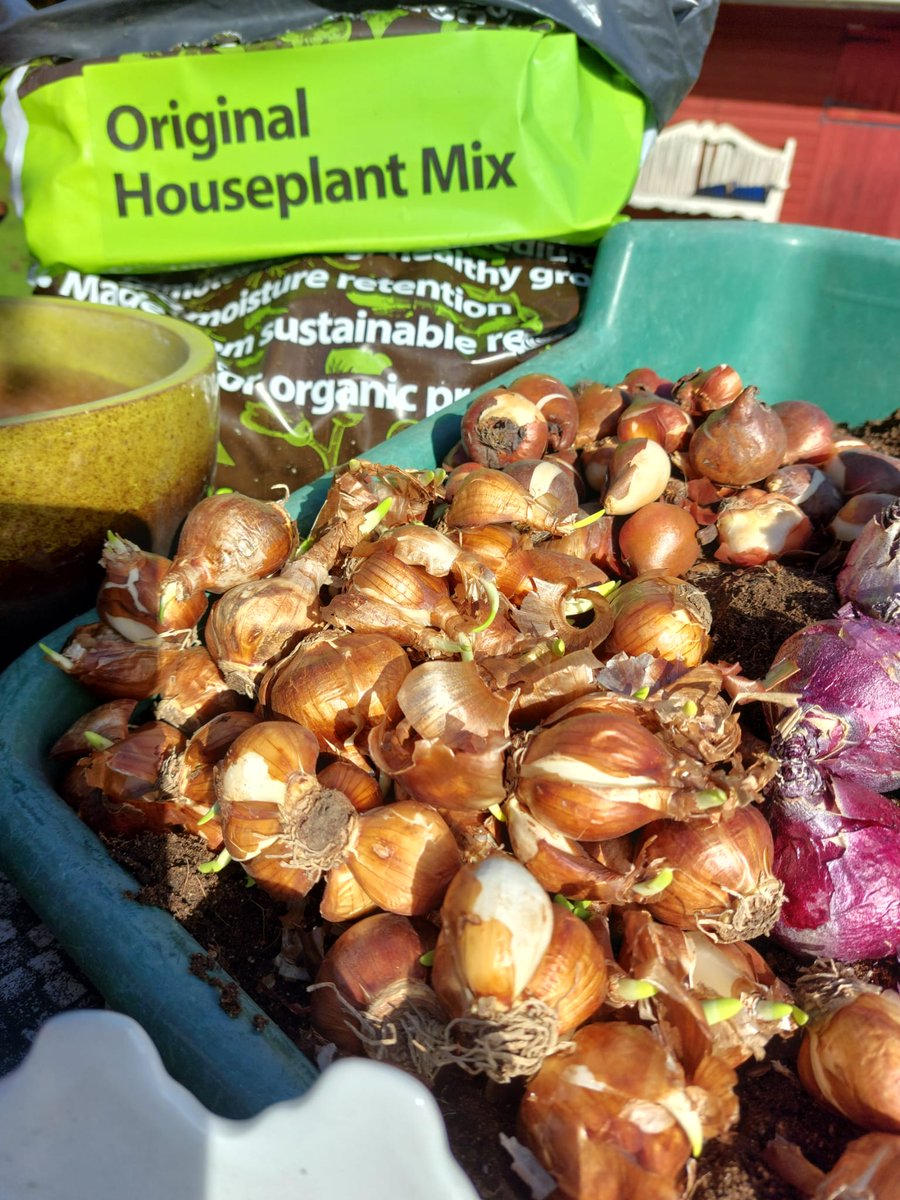 Who's thinking about Christmas bulbs?! We are! Hyacinths &amp; Paperwhites predominantly! 🌸

Now is a great time to plant them. We've used FertileFibre Houseplant Mix. 👌

Available to buy online for peat free gardening this Autumn! 🍂 

fertilefibre.com/products/origi…