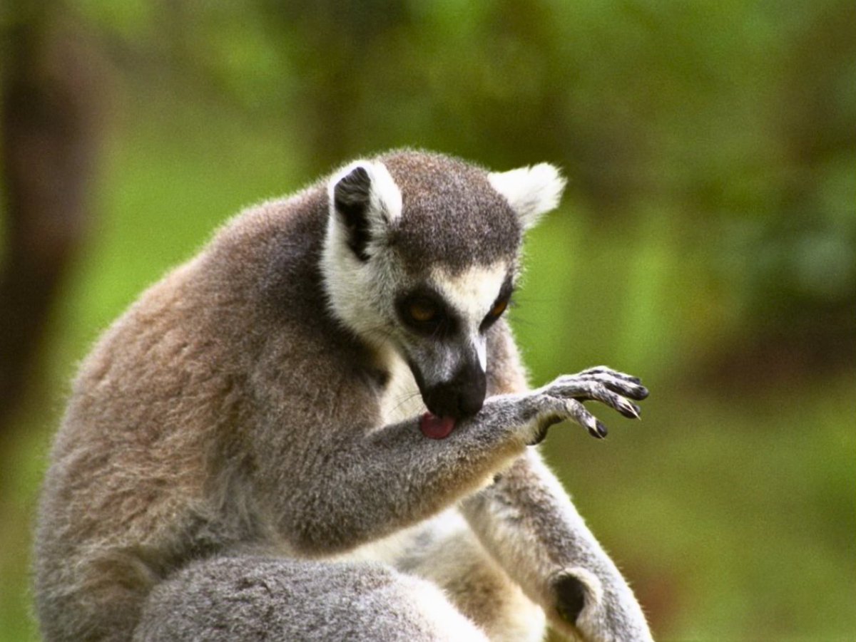 Focused On Nature wishes you a happy World Lemur Day!

Lemurs are some of the most unique creatures on Earth. Found only in Madagascar, there are over 100 species of lemur.

Over 90% of lemur species are endangered due to deforestation, habitat loss, &amp; hunting.