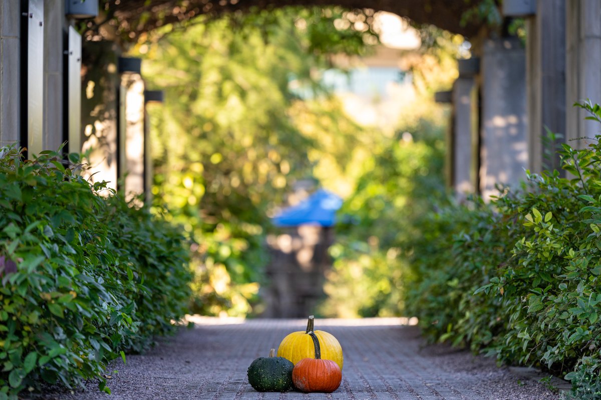 uscapitol's tweet photo. Three little pumpkins visit the #USBotanicGarden. https://t.co/yzXztZqony