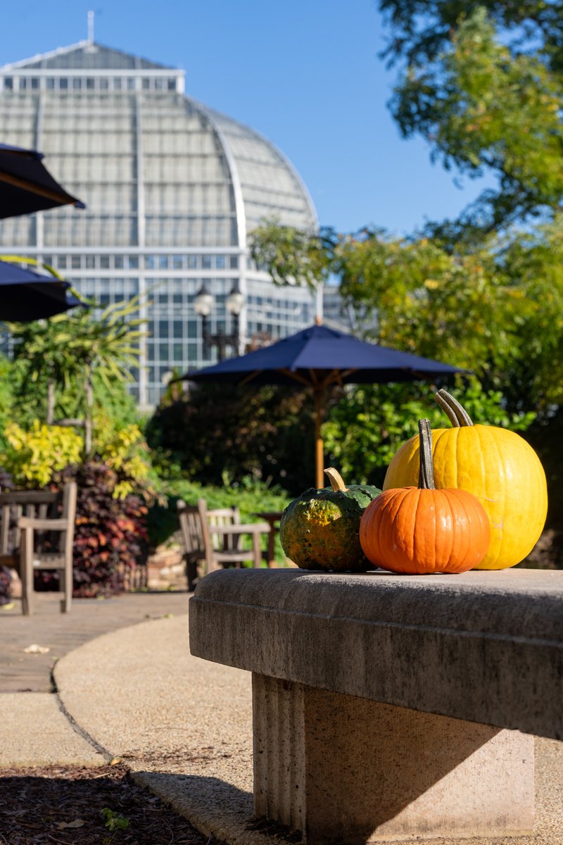 uscapitol's tweet photo. Three little pumpkins visit the #USBotanicGarden. https://t.co/yzXztZqony