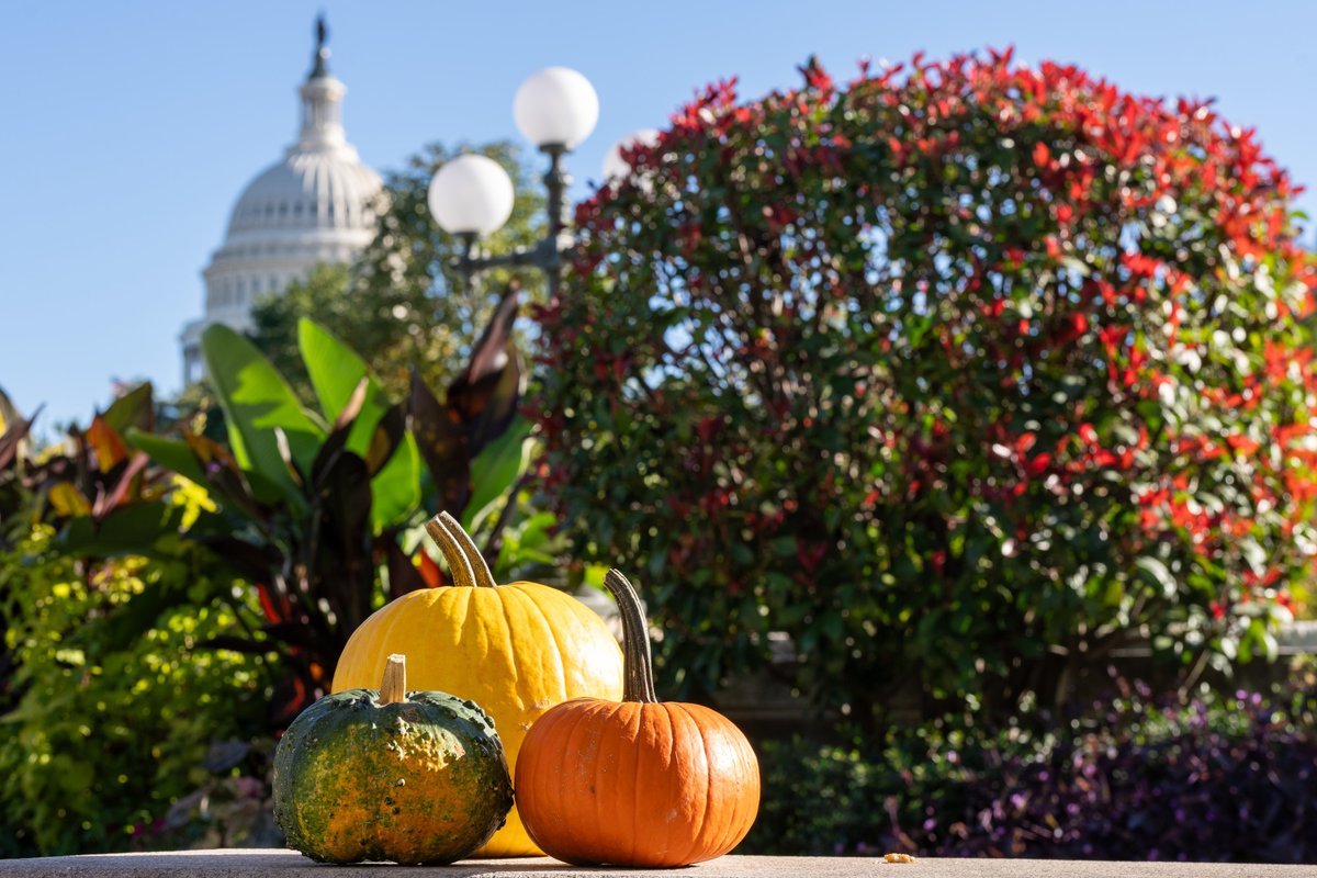 uscapitol's tweet photo. Three little pumpkins visit the #USBotanicGarden. https://t.co/yzXztZqony