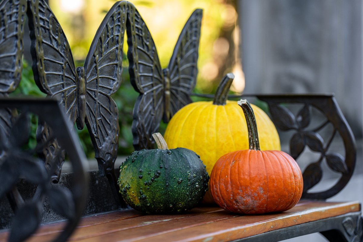 uscapitol's tweet photo. Three little pumpkins visit the #USBotanicGarden. https://t.co/yzXztZqony