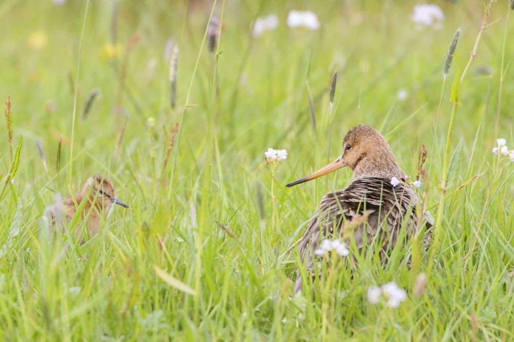 Vandaag is het weidevogel-jaarbericht 2024 aangeboden aan gedeputeerde De Vries. Het was helaas geen goed jaar. <a href="/BoerenNatuurFRL/">BoerenNatuur Fryslân</a> heeft samen met <a href="/BFVW/">BFVW</a> een aanvulling hierop gedaan én een oproep naar de overheid. Lees hier Jaarbericht weidevogels 2024 - ELAN Zuidoost Friesland