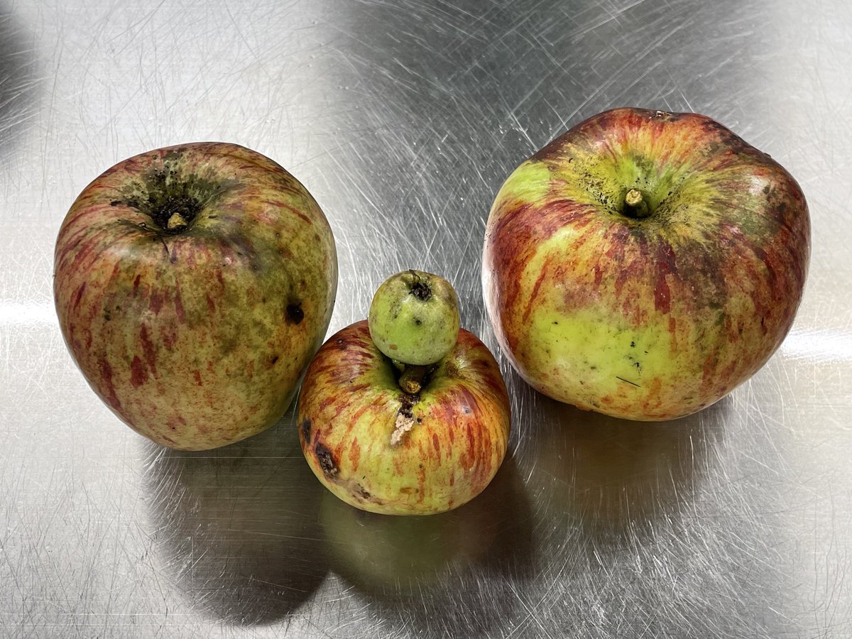 Celebrating the end of our little 2024 pressing season for <a href="/BEARDspoon/">BEARDspoon</a> Cider with a bottle of Pom Cider after an afternoon pressing some chunky Howgate Wonders!