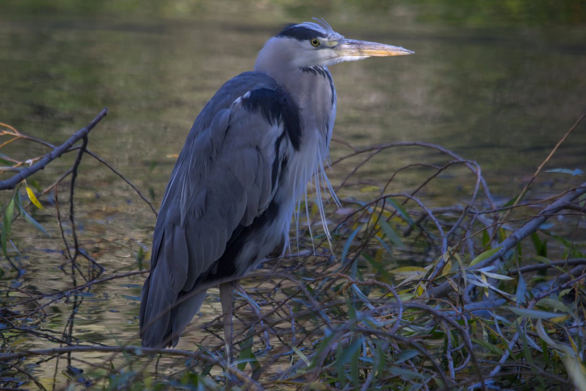 Grey Heron is contractually obligated not to do anything even slightly interesting when photographed from close up.