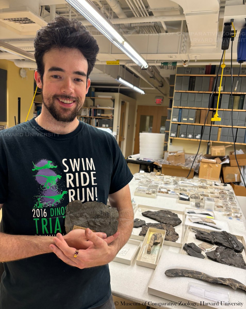 MCZ Paleontology (@mczpaleo) on Twitter photo Did you know fish have teeth? Conrad Wilson, a <a href="/Carleton_U/">Carleton University</a> PhD student, is examining microscopic wear on Paleozoic fish teeth to understand their ecology and evolution! He shows off one of his research specimens, the fossil fish Cheirolepis canadensis. #FossilFriday #MCZVertPaleo Did you know fish have teeth? Conrad Wilson, a <a href="/Carleton_U/">Carleton University</a> PhD student, is examining microscopic wear on Paleozoic fish teeth to understand their ecology and evolution! He shows off one of his research specimens, the fossil fish Cheirolepis canadensis. #FossilFriday #MCZVertPaleo