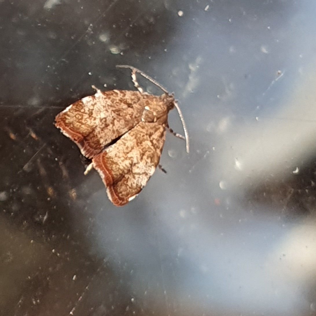 Andy Bunting (@andybunting) on Twitter photo Two new moths for me in two days! Clancy's Rustic and Apple Leaf Skeletoniser. #mothsmatter #migrantmoths <a href="/spurnbirdobs/">Spurn Bird Observatory</a> <a href="/DoubleKidney/">Charles Fletcher</a> <a href="/MigrantMothUK/">Migrant Lepidoptera</a> Two new moths for me in two days! Clancy's Rustic and Apple Leaf Skeletoniser. #mothsmatter #migrantmoths <a href="/spurnbirdobs/">Spurn Bird Observatory</a> <a href="/DoubleKidney/">Charles Fletcher</a> <a href="/MigrantMothUK/">Migrant Lepidoptera</a>