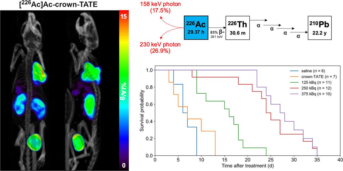 JNM (@journalofnucmed) on Twitter photo ²²⁶Ac-crown-TATE demonstrates both diagnostic and therapeutic capabilities in mice bearing neuroendocrine tumors. ow.ly/2Wqm50TG6fS
#Theranostics #NuclearMedicine #NeuroendocrineTumor <a href="/helenakoniar/">Helena Koniar</a> <a href="/TRIUMFlab/">TRIUMF</a> <a href="/CarlosUribeM/">Carlos Uribe 🧬⚛️</a> <a href="/ArmanRahmim/">Arman Rahmim</a> <a href="/schaffp/">Paul Schaffer</a> ²²⁶Ac-crown-TATE demonstrates both diagnostic and therapeutic capabilities in mice bearing neuroendocrine tumors. ow.ly/2Wqm50TG6fS
#Theranostics #NuclearMedicine #NeuroendocrineTumor <a href="/helenakoniar/">Helena Koniar</a> <a href="/TRIUMFlab/">TRIUMF</a> <a href="/CarlosUribeM/">Carlos Uribe 🧬⚛️</a> <a href="/ArmanRahmim/">Arman Rahmim</a> <a href="/schaffp/">Paul Schaffer</a>