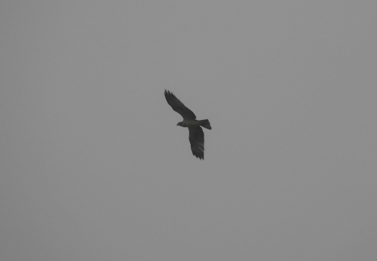 3 Ospreys on the @E17Wetlands patch this year (one in April and 2 this month)has certainly surpassed expectations, and might even be a record? 
Left hand bird (with crow) was on 14/10 the other circled briefly over Lockwood this eve before vanishing into the gloom...#londonbirds