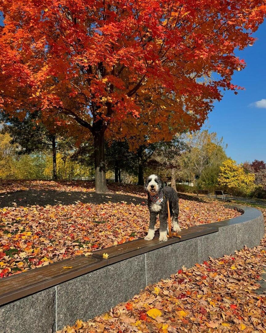 cowboymagic's tweet image. Doesn't get any more "fall vibes" than this!
Repost from @itsya_boykev
Share your #fallvibes pics with us!
•
Fall Fridays 🍁🥰

Bandanas: @barkndblue || KEVIN15
Harness: @shawncopets || KEV15OFF 
.
.
.
#weekendvibes
 #sheepadoodle #sheepadoodlesofinst… instagr.am/p/DBj01JmTZui/