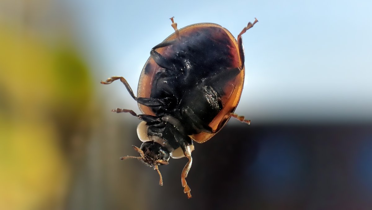 RKInspiration1's tweet photo. 25|10|2024 ••• 25|10|2024 ••• …ladybugs in the autumn sun… • In the middle of the city/Kiel/Northern Germany…

Blog on FB:
nature in cities - Kiel in Germany

#NatureInCitiesKielGermany
#EnvironmentalRelationships

https://t.co/jjNdU8fcAk
#RosemarieKomossa 
#OLYMPUS https://t.co/elJ0sxm37E