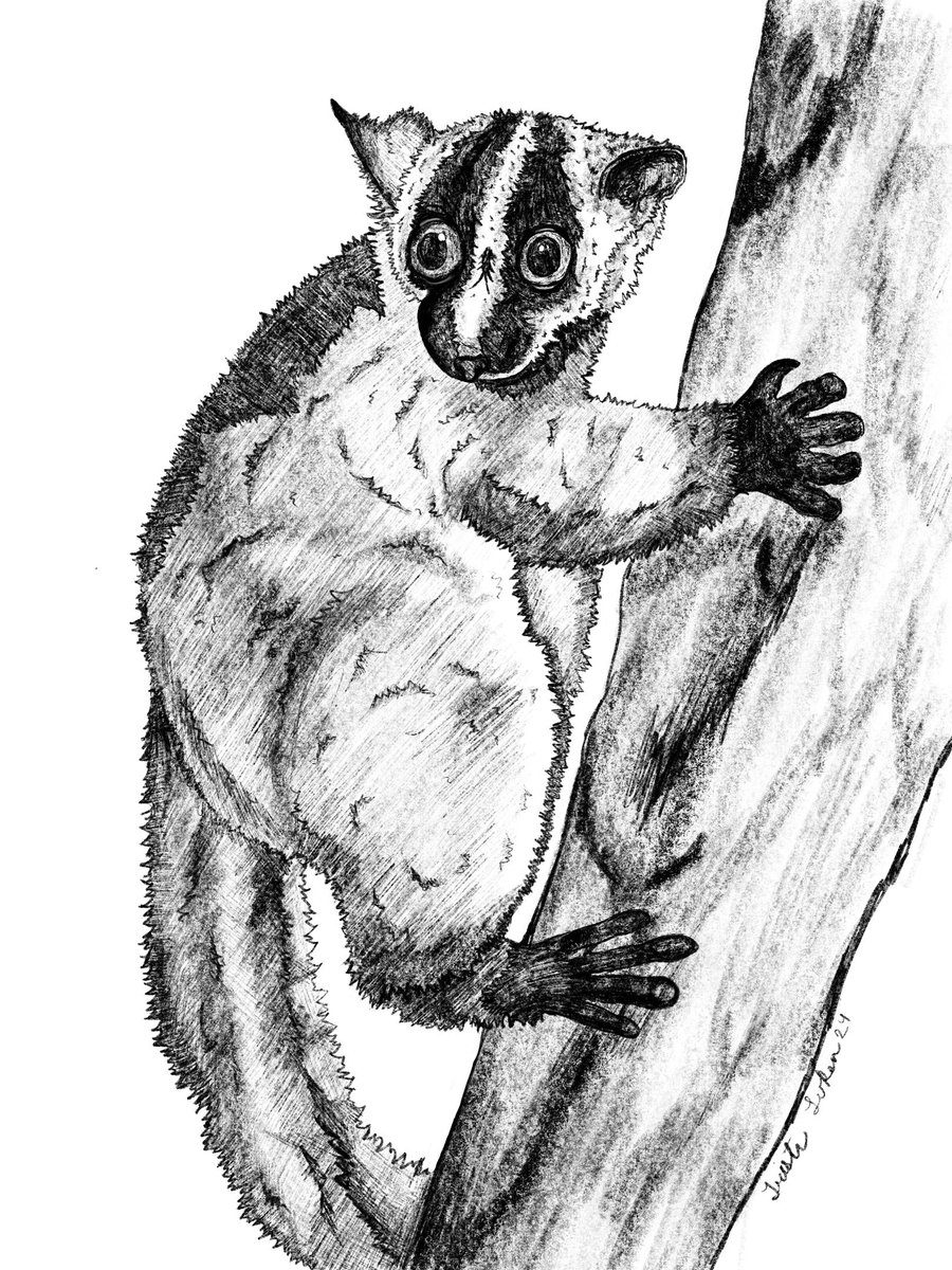 AmandaKRowe's tweet image. Happy #WorldLemurDay! Enjoy this drawing of one of my study species, Phaner pallescens, by @Tr0nst0n.