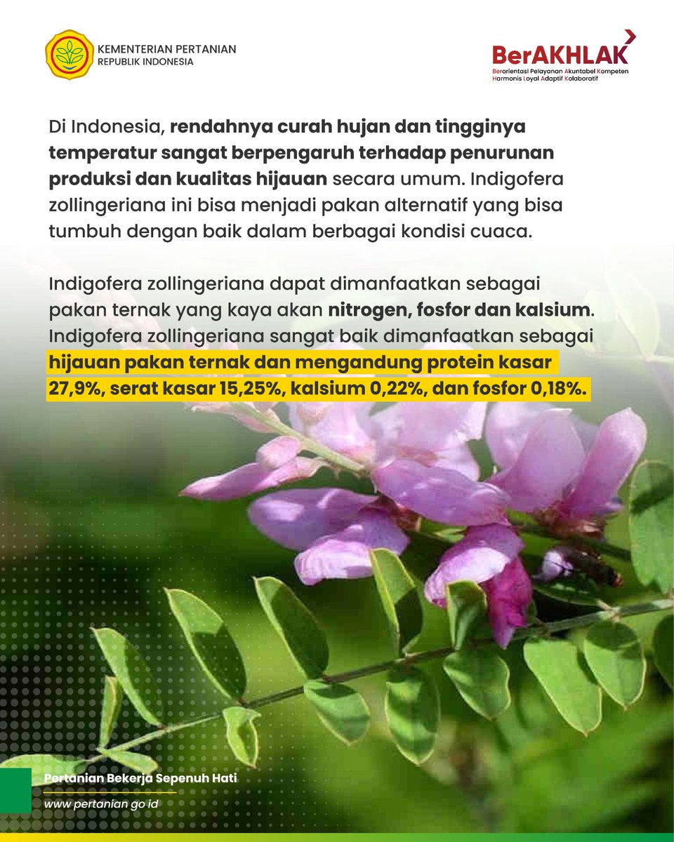 kementan's tweet photo. SobaTani, ancaman krisis cuaca ekstrim tak hanya terjadi di Indonesia, namun di dunia.

Untuk mengantisipasi hal tersebut di sektor peternakan, yuk kita kenalan dengan “indigofera zollingeriana”, yakni pakan ternak yang cocok untuk berbagai cuaca termasuk cuaca ekstrim. https://t.co/SFImUfNdm5