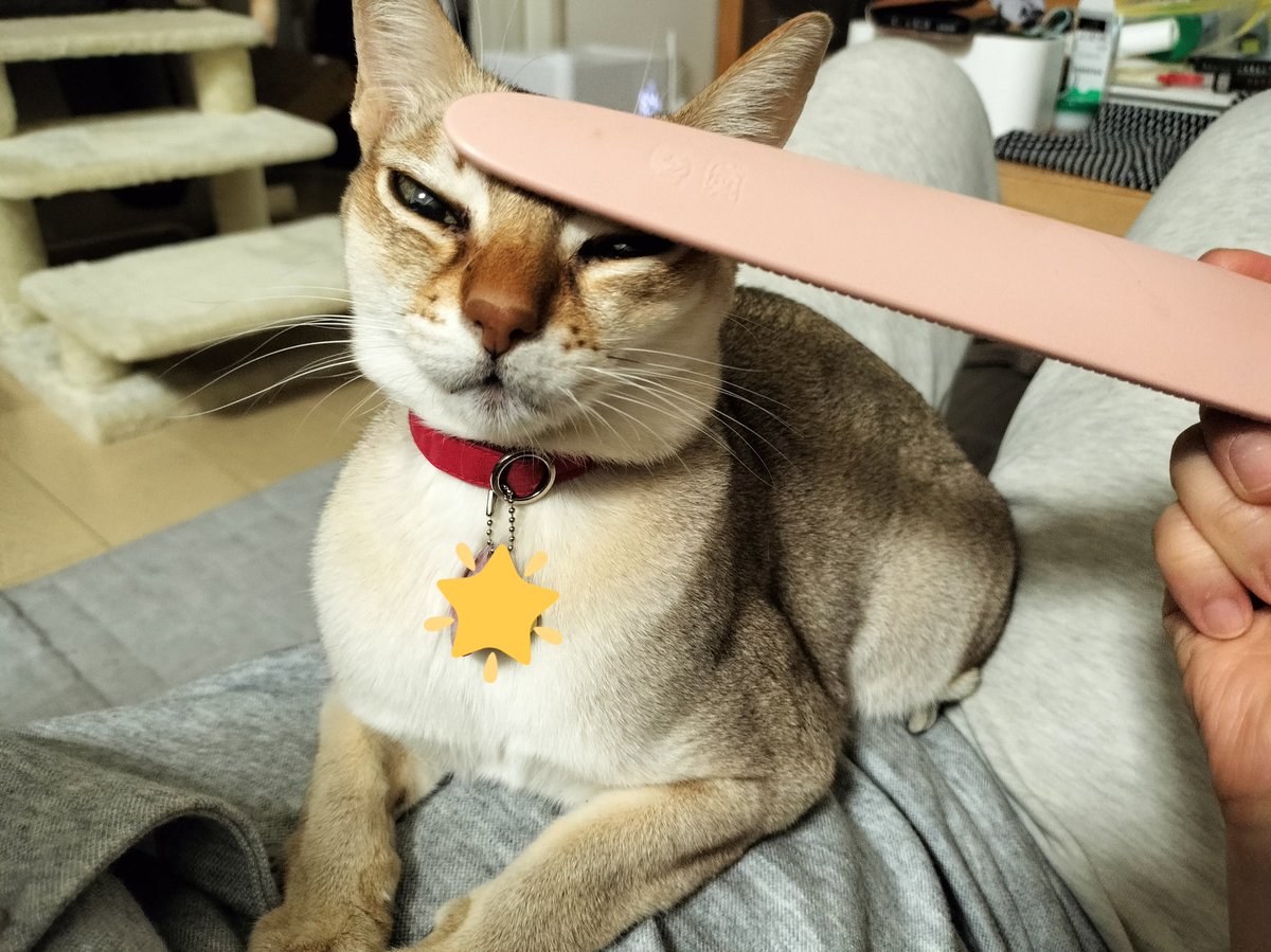 Creampan2023's tweet photo. およだが🤤
#シンガプーラ　#猫好きさんと繋がりたい　#猫のいる暮らし　#猫のいる幸せ https://t.co/Hk6dJdcsTv