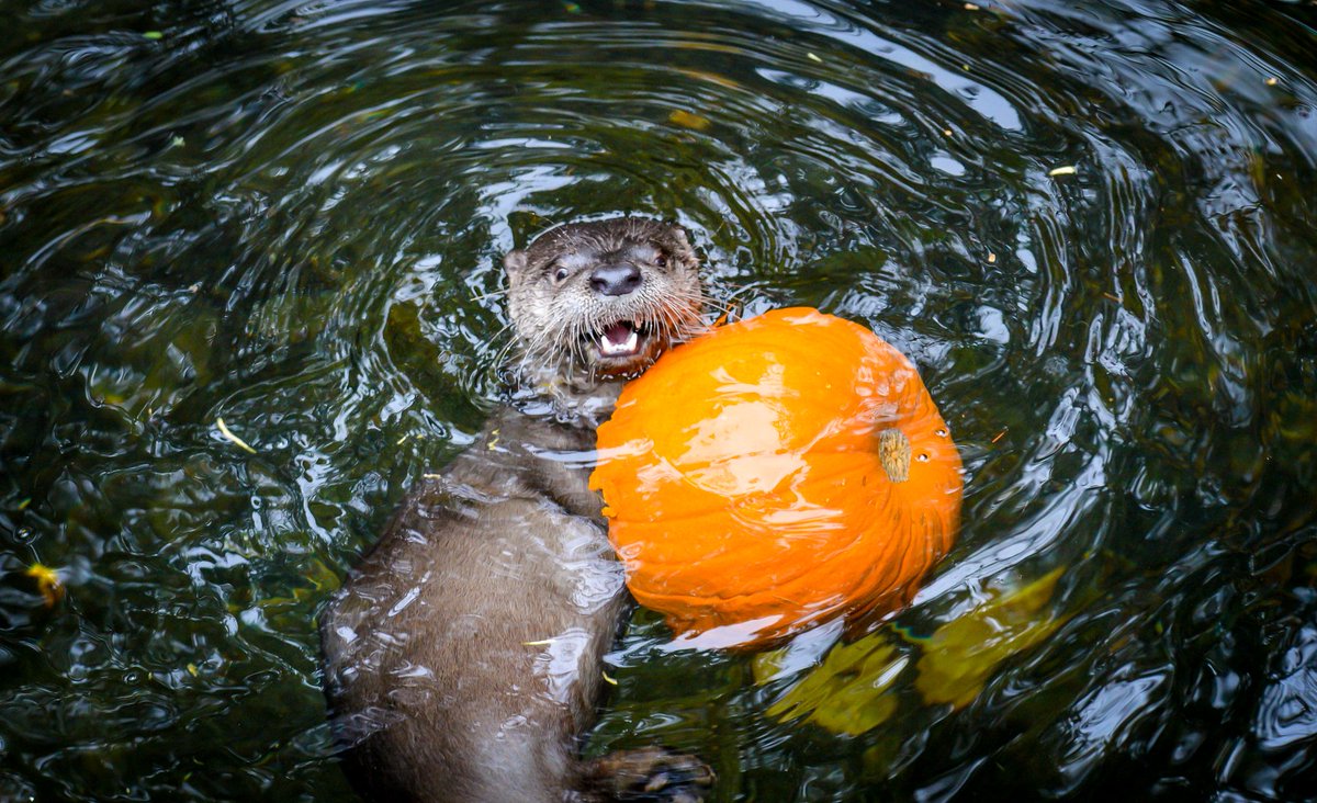 Northwest Trek Wildlife Park tweet media