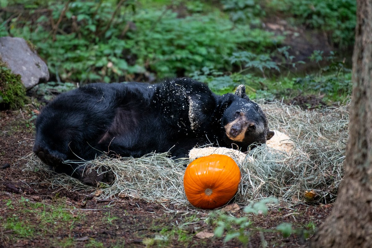 Northwest Trek Wildlife Park tweet media