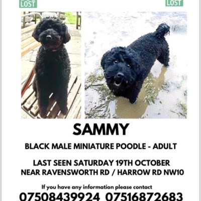 JacquiSaid's tweet photo. Help Me #Findsammy https://t.co/KE1ByT870v
