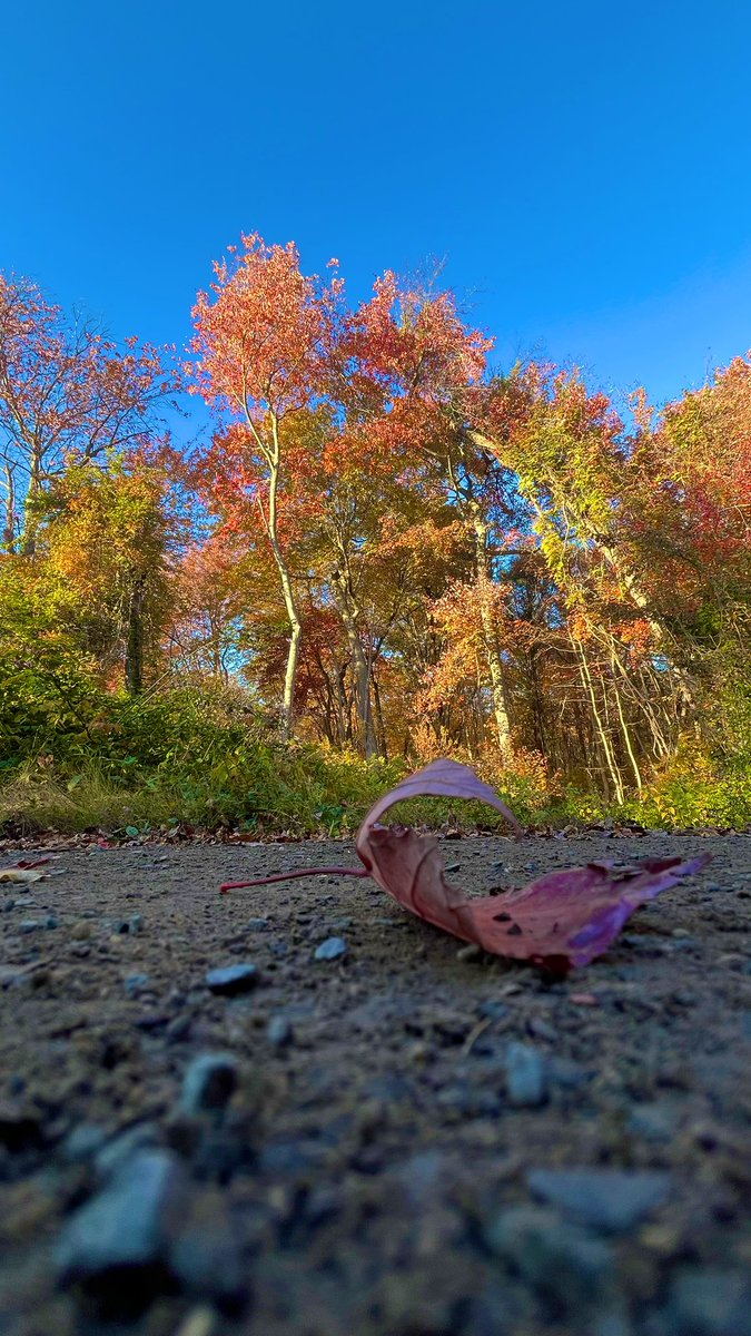 Ang_XoXo17's tweet image. Fall walk through Belmont today, beautiful Long Island weather 🍁