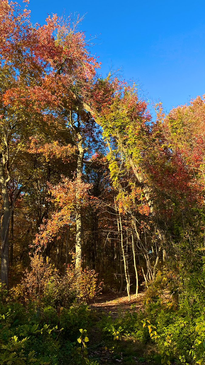 Ang_XoXo17's tweet image. Fall walk through Belmont today, beautiful Long Island weather 🍁