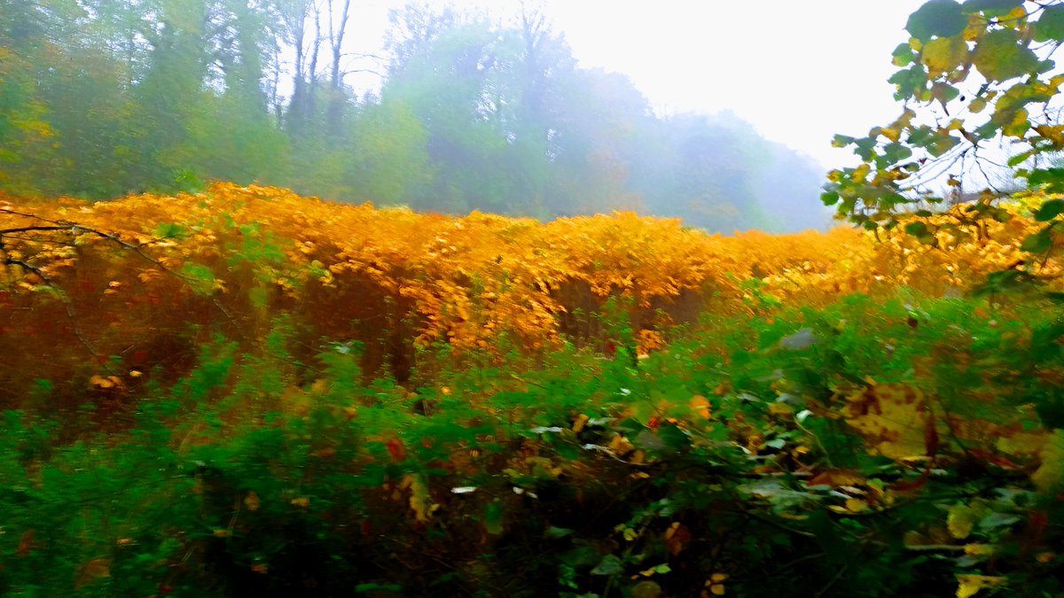 mathew frith (@frithinwood) on Twitter photo gilded tide of Bohemian knotweed (or similar hybrid) all brushsweep rainbeat autumnal in downwash banks of the Sherbourne, Charterhouse, Coventry <a href="/JohnMuirTrust/">John Muir Trust</a> <a href="/BSBIbotany/">BSBI: Botanical Society of Britain & Ireland</a> <a href="/WKWT/">Warwickshire Wildlife Trust</a> gilded tide of Bohemian knotweed (or similar hybrid) all brushsweep rainbeat autumnal in downwash banks of the Sherbourne, Charterhouse, Coventry <a href="/JohnMuirTrust/">John Muir Trust</a> <a href="/BSBIbotany/">BSBI: Botanical Society of Britain & Ireland</a> <a href="/WKWT/">Warwickshire Wildlife Trust</a>