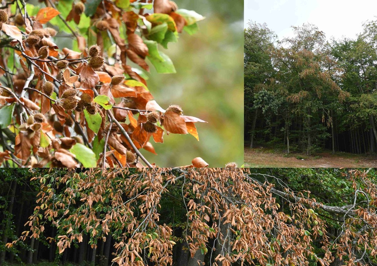 Autumn is here, but for the beeches in the south of Bohemia, autumn came already in mid-August due to severe #drought. #tree #foresthealth