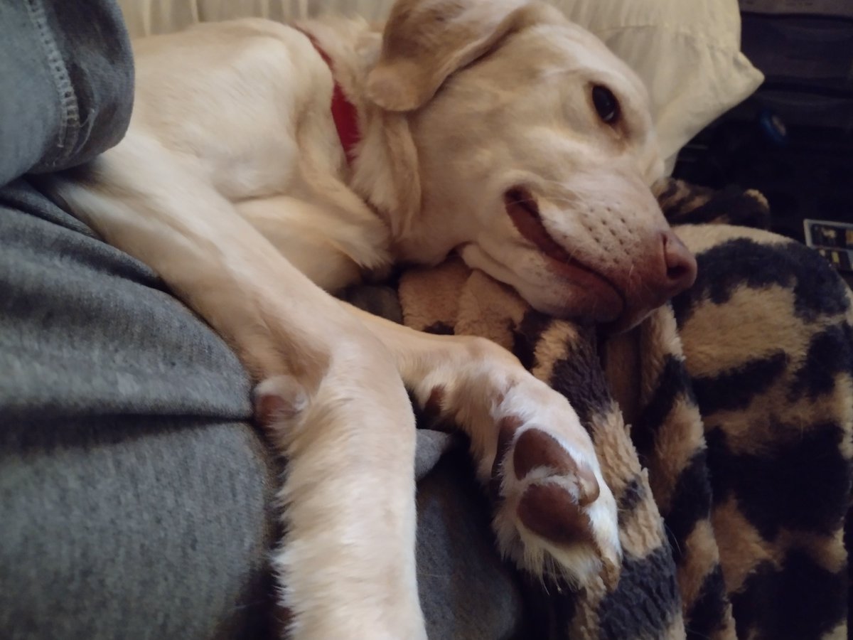 having a little snoozle here, Bug chilling with her human