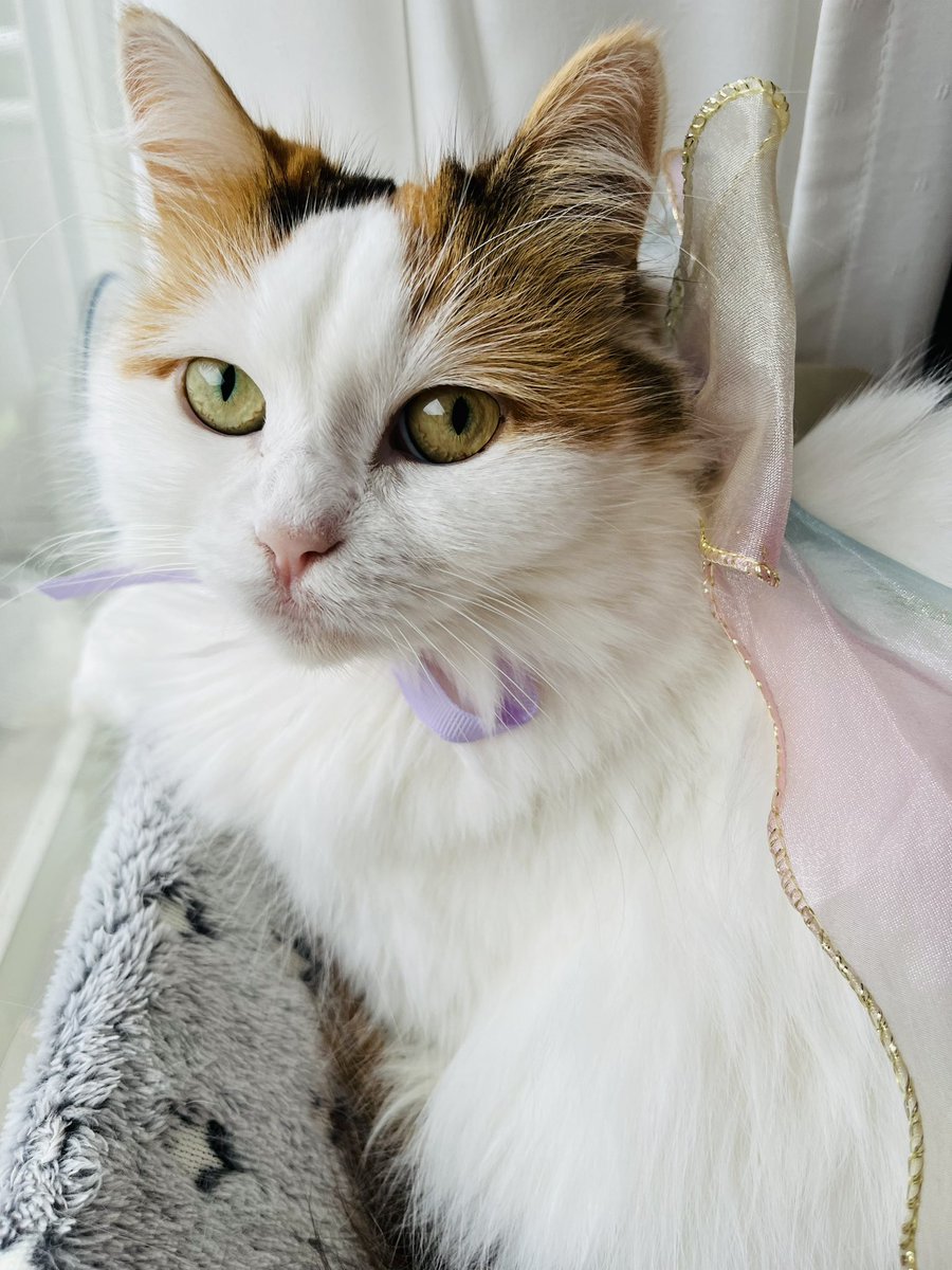 tomato7thirty's tweet photo. seria？？のペットグッズ大優勝🥺❤️ https://t.co/2guyYQJ7Fc