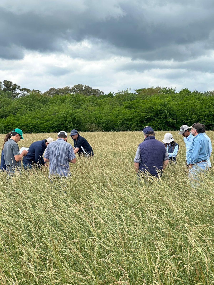 PGGWrightson_UY's tweet photo. Excelente semana de lluvias y recorrida por semilleros con nuestro equipo de producción de Uy, Argentina, NZ y amigos de siempre. ¡En el camino de la mejora continua! 🌱 https://t.co/TTyGbu99iV