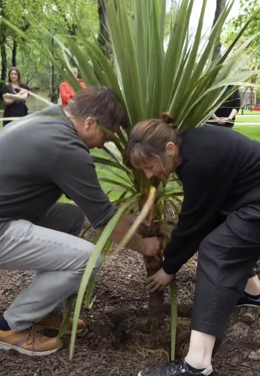 Spot Head of School, Sophie, &amp; sustainability rep, Ralf, planting tī kōuka outside our building in celebration of our Division #sustainability strategy 💚 Tī kōuka helped significantly to sustain generations of Kāi Tahu, providing food, fishing lines, footwear…