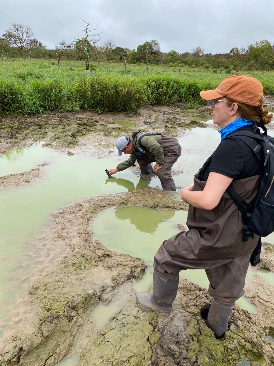 Prof. Carlos López, Ph.D. (@oikossokio) on Twitter photo Advancing in our research program on inland waters and climate change in #Galápagos in collaboration <a href="/espol/">ESPOL</a> <a href="/UFPBoficial/">UFPB</a> <a href="/parquegalapagos/">Parque Galápagos</a> <a href="/Baylor/">Baylor University</a>. Samplings in Santa Cruz Island. <a href="/Lucianagbarbos1/">Lucianagbarbosa</a> <a href="/luzmasoto/">Dra Luz Soto</a> <a href="/RedELimnologia/">Red Ecuatoriana de Limnología</a> <a href="/RLimnologia/">Red Latinoamericana y Caribeña de Limnología LACAN</a> <a href="/CarlosMonsalveA/">Carlos Monsalve</a> <a href="/CarlaUlmusMinor/">Carla Ulmus Minor</a> <a href="/mabesays/">mabe |||</a> Advancing in our research program on inland waters and climate change in #Galápagos in collaboration <a href="/espol/">ESPOL</a> <a href="/UFPBoficial/">UFPB</a> <a href="/parquegalapagos/">Parque Galápagos</a> <a href="/Baylor/">Baylor University</a>. Samplings in Santa Cruz Island. <a href="/Lucianagbarbos1/">Lucianagbarbosa</a> <a href="/luzmasoto/">Dra Luz Soto</a> <a href="/RedELimnologia/">Red Ecuatoriana de Limnología</a> <a href="/RLimnologia/">Red Latinoamericana y Caribeña de Limnología LACAN</a> <a href="/CarlosMonsalveA/">Carlos Monsalve</a> <a href="/CarlaUlmusMinor/">Carla Ulmus Minor</a> <a href="/mabesays/">mabe |||</a>