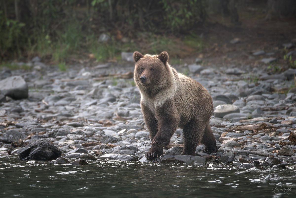 This world needs more grizzly bears. #alaska #grizzlybears #katmai #wildlife #wildlifephotography