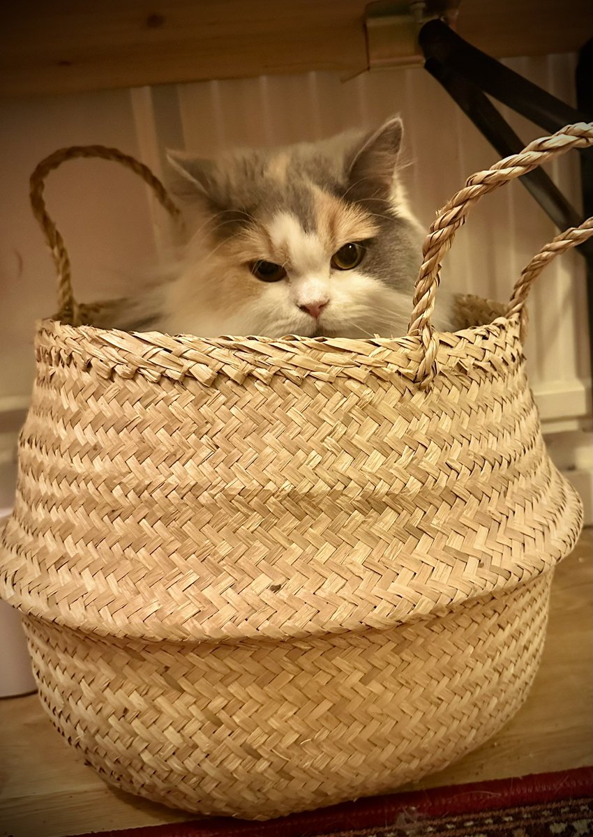 Pepper|Snufkin|Pepper update 

instagram.com/p/DBkG2Lci_fi/…