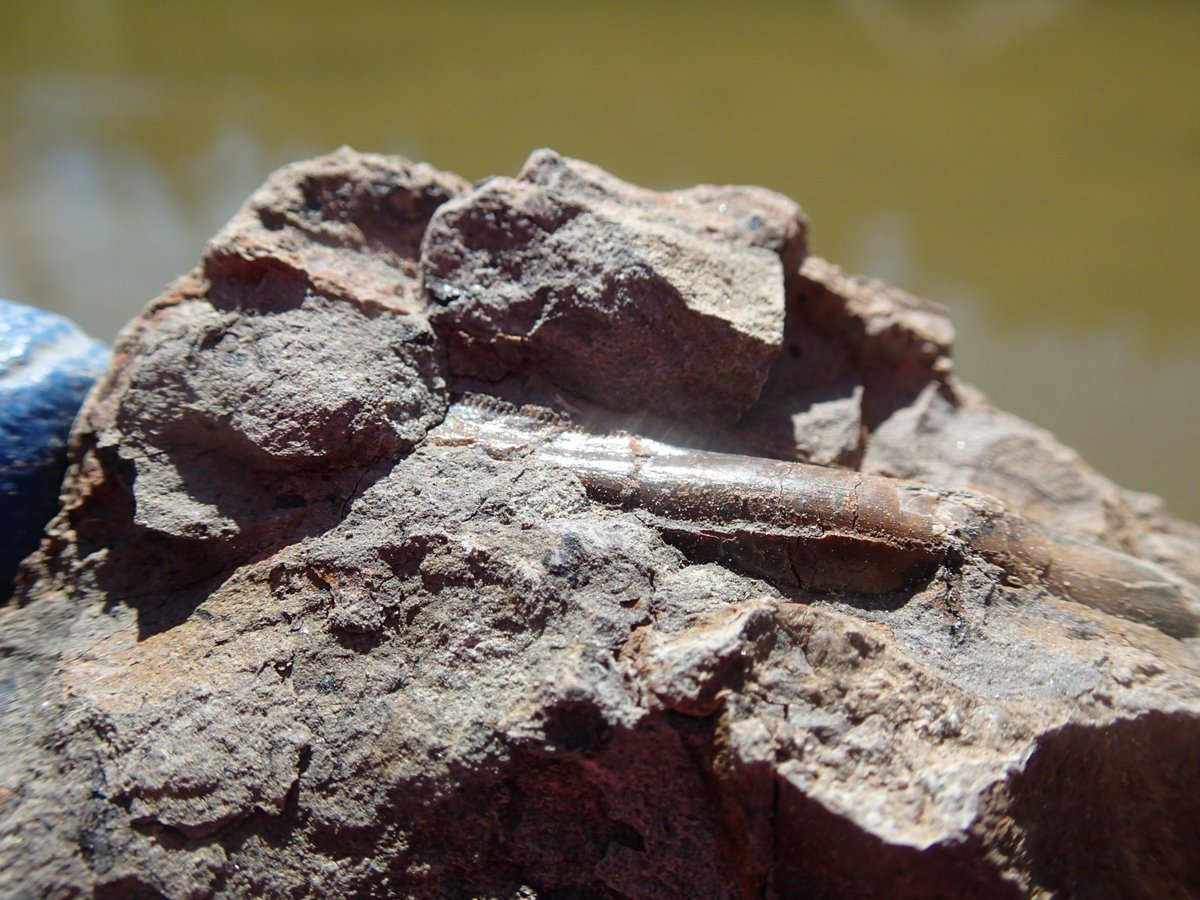 Emily Bamforth (@el_bamforth) on Twitter photo #FossilFriday! A hint of #serrations.... Large #theropod (cf. #Albertosaurus) tooth from the late #Cretaceous Wapiti Formation of northern Alberta. #dinosaurs <a href="/CurrieMuseum/">Philip J. Currie Dinosaur Museum</a> #FossilFriday! A hint of #serrations.... Large #theropod (cf. #Albertosaurus) tooth from the late #Cretaceous Wapiti Formation of northern Alberta. #dinosaurs <a href="/CurrieMuseum/">Philip J. Currie Dinosaur Museum</a>