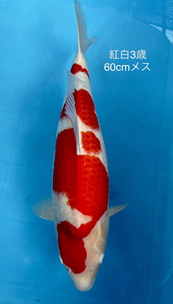 IDuOnRTepImJMPJ's tweet photo. 野池揚りの紹介part1
紅白3歳メス60cmです！
#錦鯉 #koifarm #koifish #広島県　#福山市 https://t.co/JgPXrhBjzT