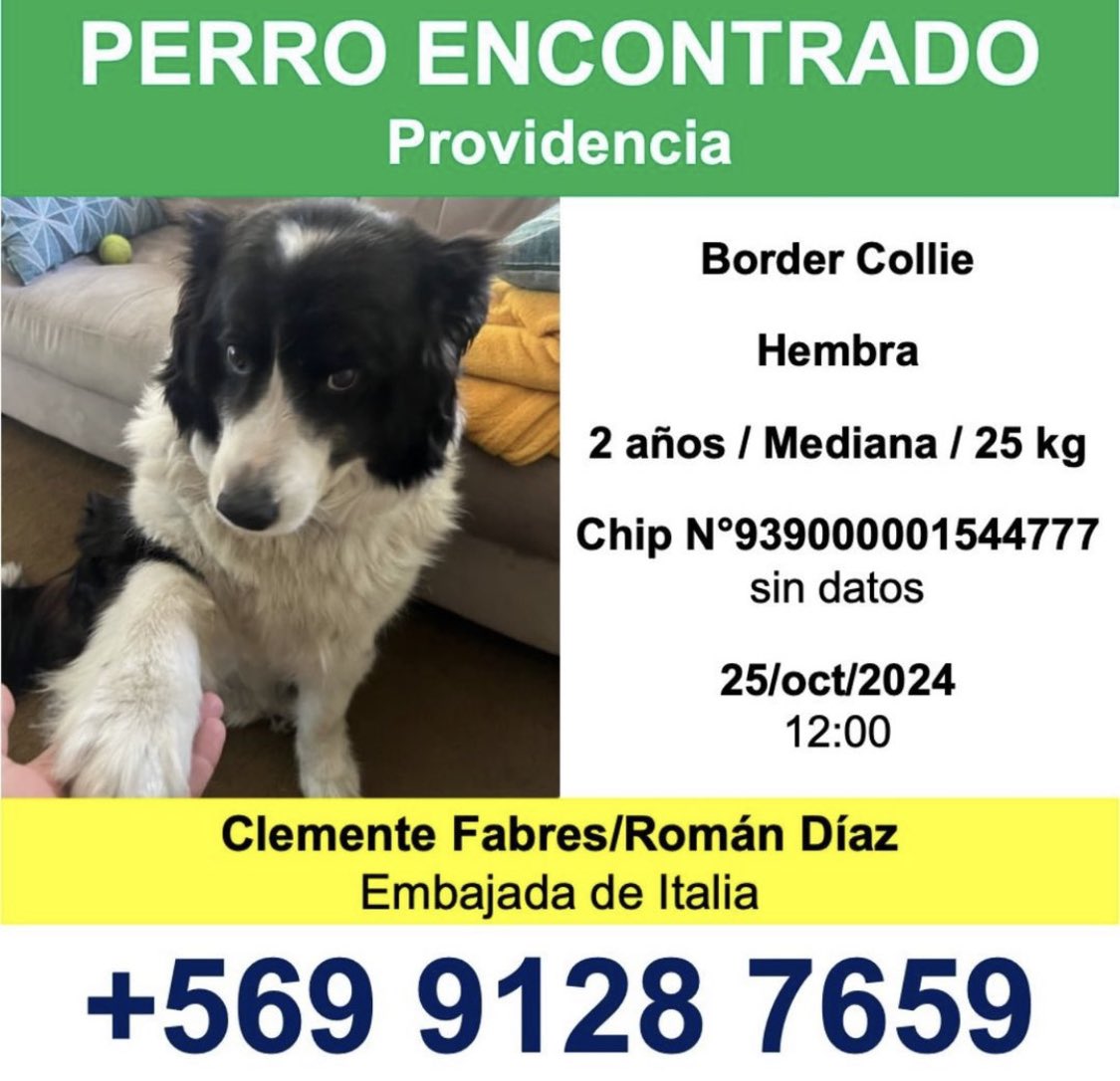 Sanfeliu's tweet photo. Atentos en el Barrio Italia, un primo fue encontrado y seguramente quiere volver a su hogar póngale RT por fa https://t.co/y16sraFkXq