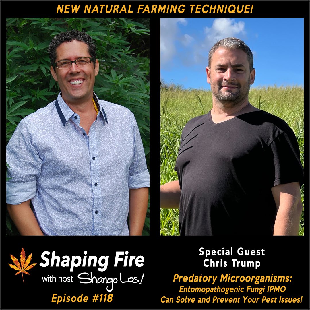 ShapingFire's tweet image. Host @ShangoLos sits down with acclaimed natural farming pioneer Chris Trump to discuss his groundbreaking work with Indigenous Predatory Microorganisms, and the profound impact it will have on global agriculture, including cannabis.